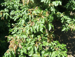 Jaseň mannový listy
Fraxinus ornus