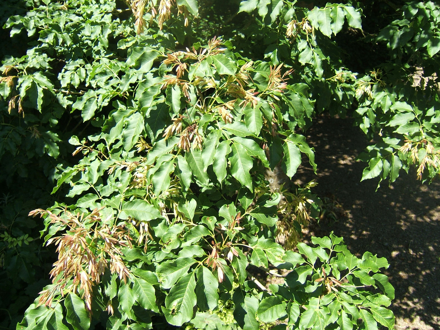 Jaseň mannový listy
Fraxinus ornus