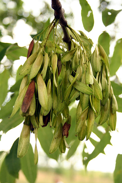Jaseň štíhly plody
Fraxinus excelsior