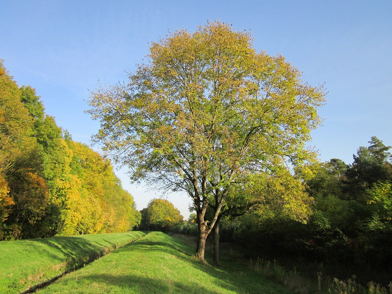 Jaseň štíhly strom
Fraxinus excelsior