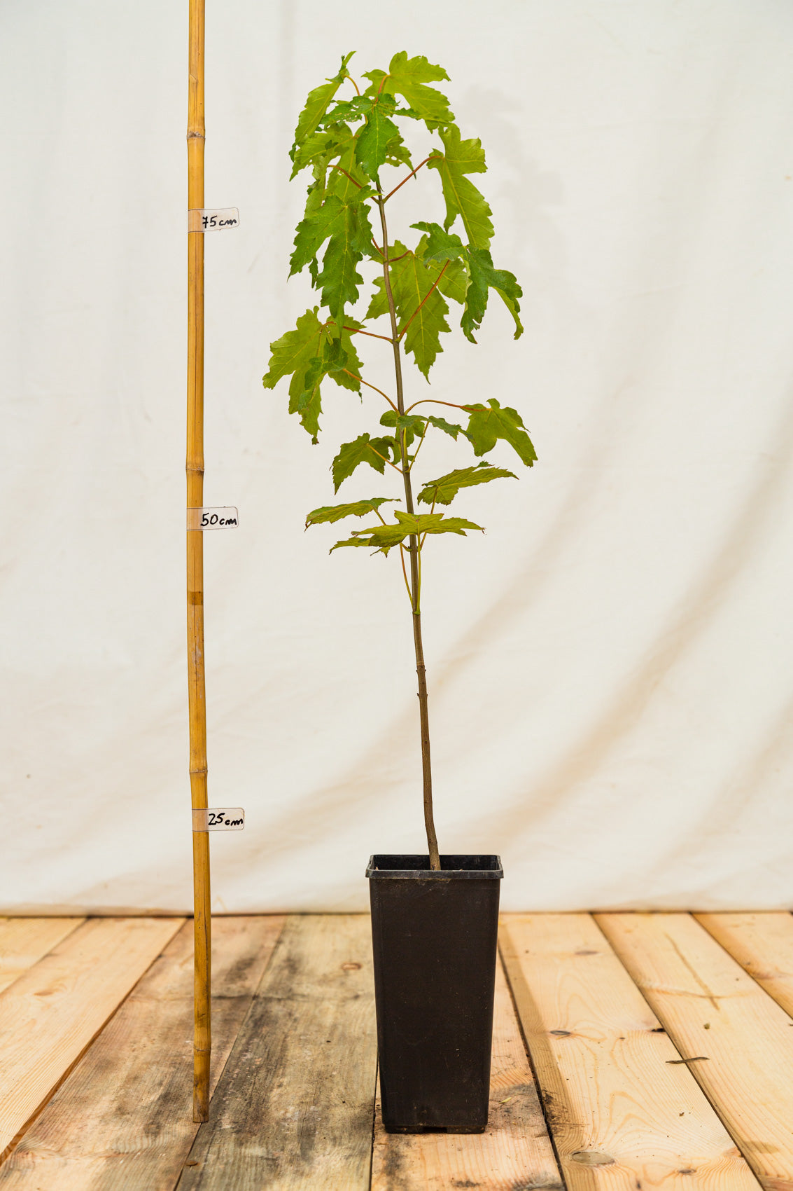Javor horský kontajner

Acer pseudoplatanus