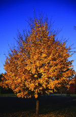 Javor mliečny Columnare strom