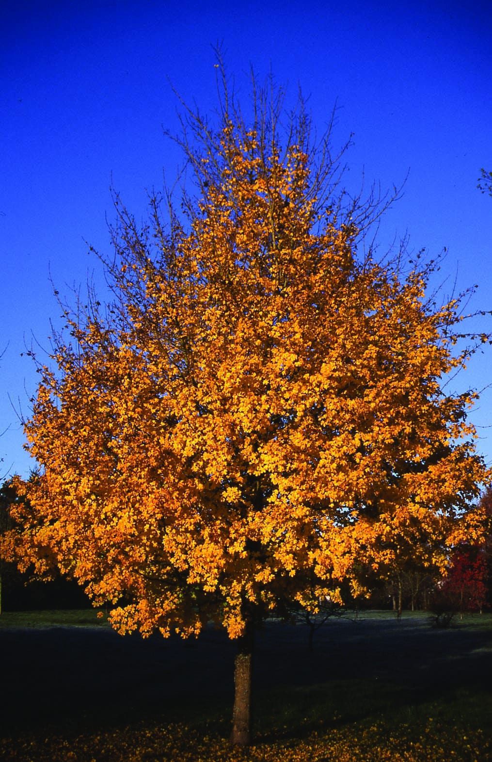 Javor mliečny Columnare strom