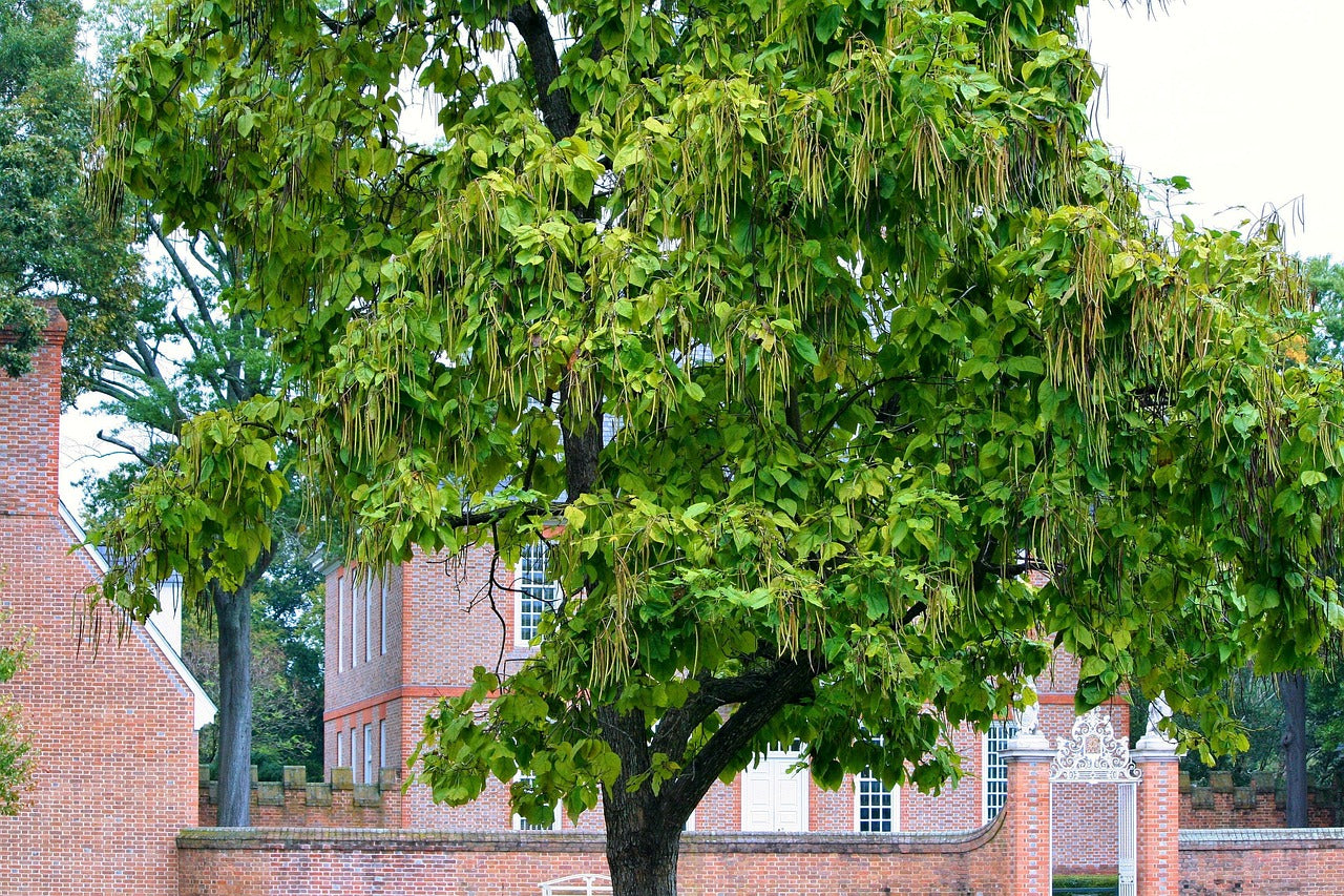 katalpa bignoniovita catalpa bignonioides strom