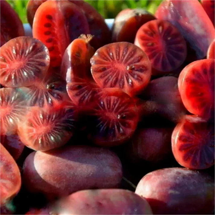 Kiwi Purpurna Sadowa plody detail ovocný ker exotické ovocie 