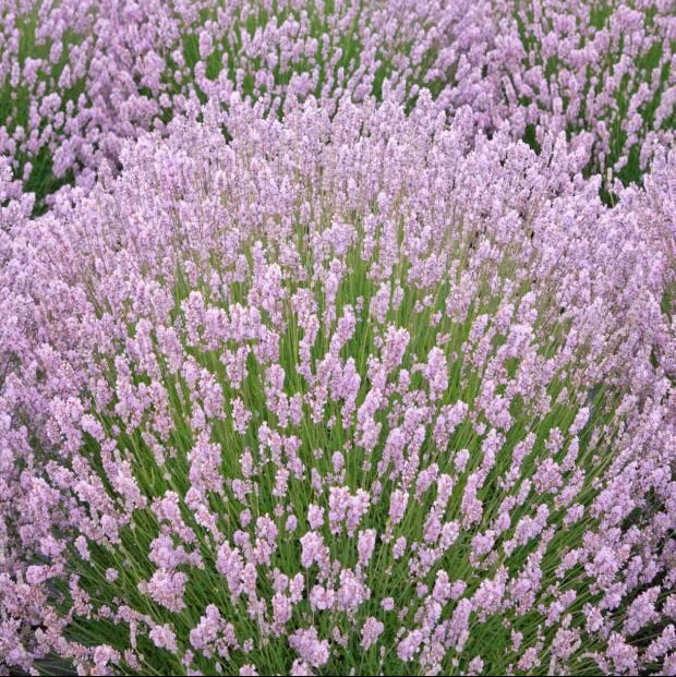 Levanduľa úzkolistá Rosea   
Lavandula angustifolia Rosea jemne fialové kvety  OTLEVUZKROK