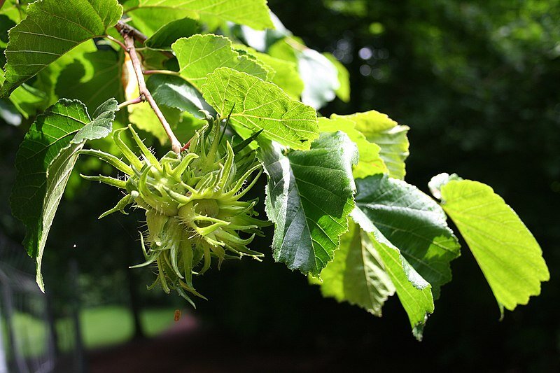 lieska turecka corylus colurna plody oriešky