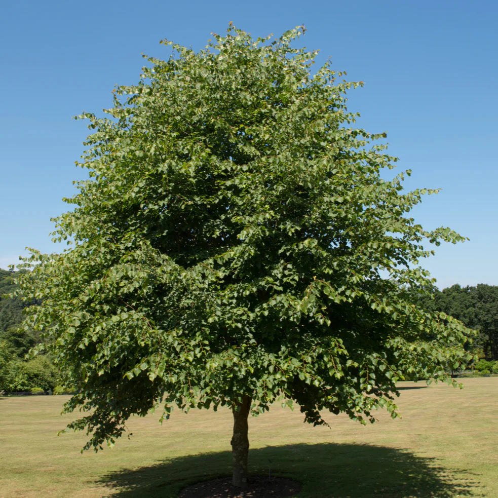 Lipa Native Tree Lipa – DomovStromov.sk