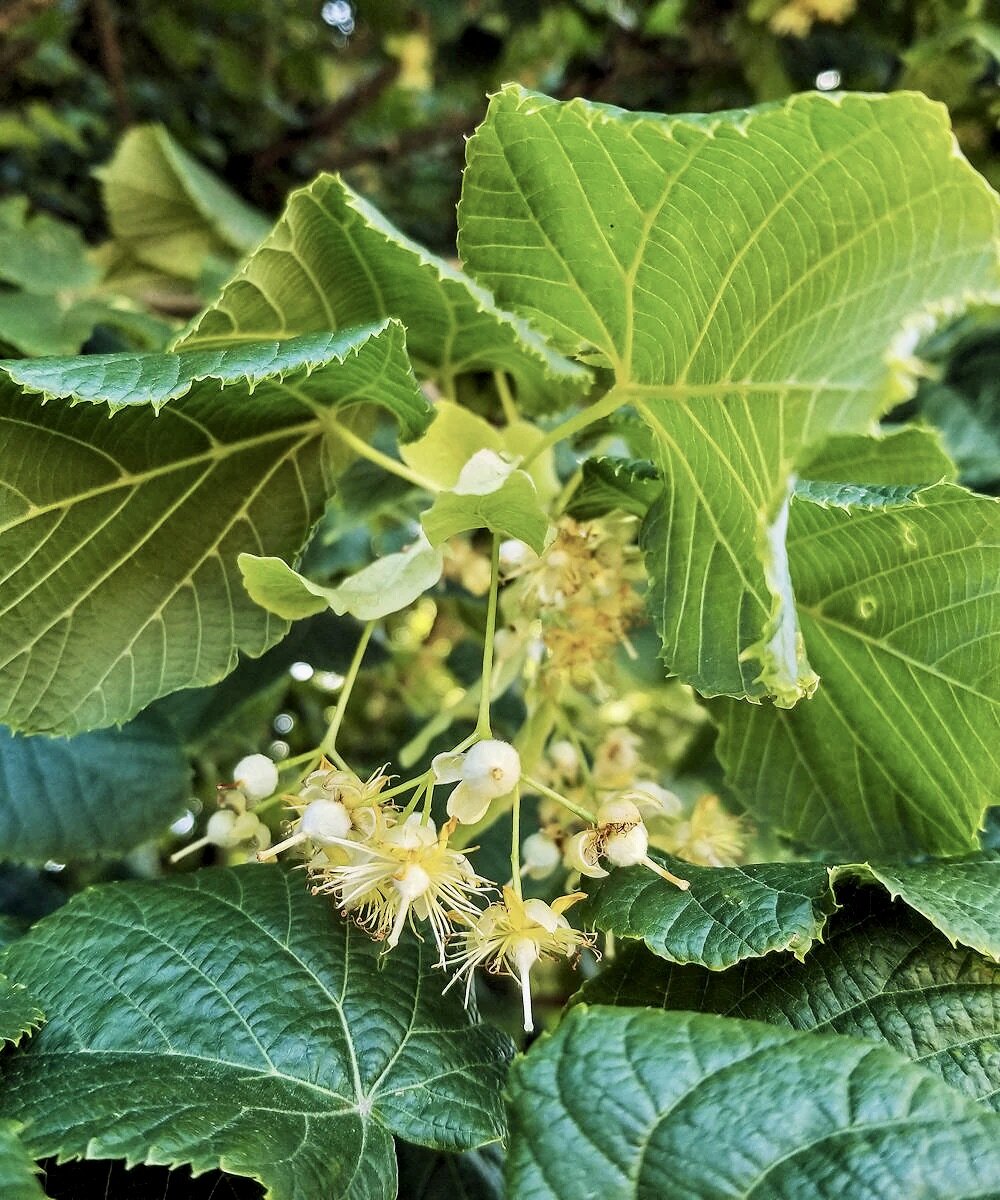 lipa veľkolistá listy kvety tilia platyphyllos