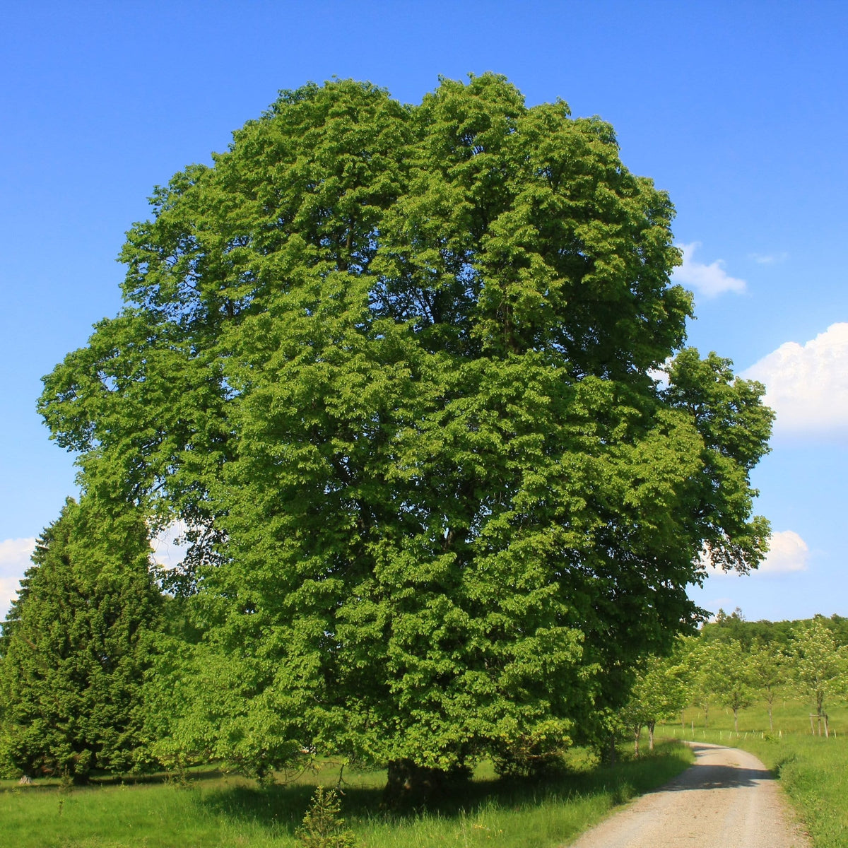 Lipa Native Tree Lipa – DomovStromov.sk