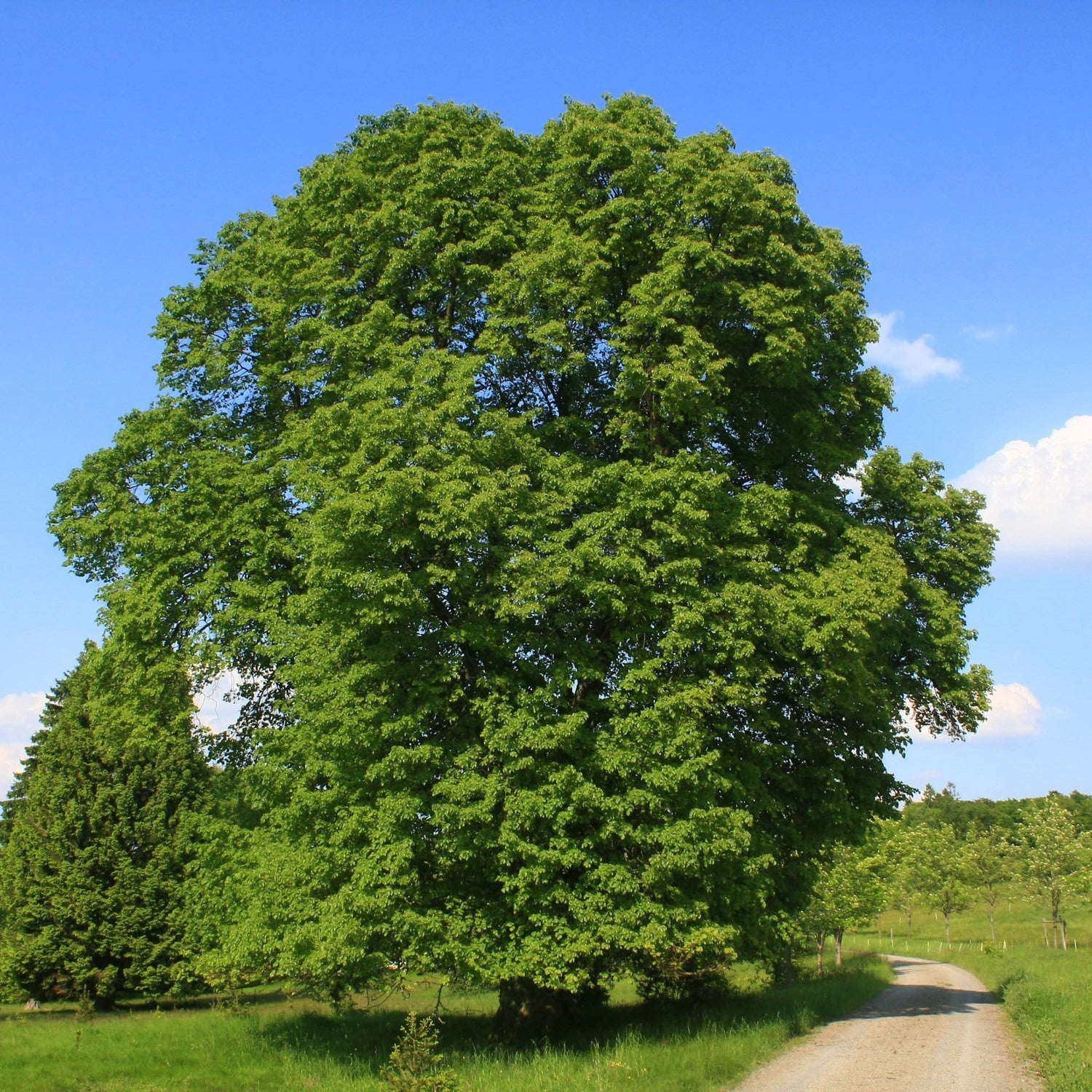 lipa veľkolistá strom tilia platyphyllos