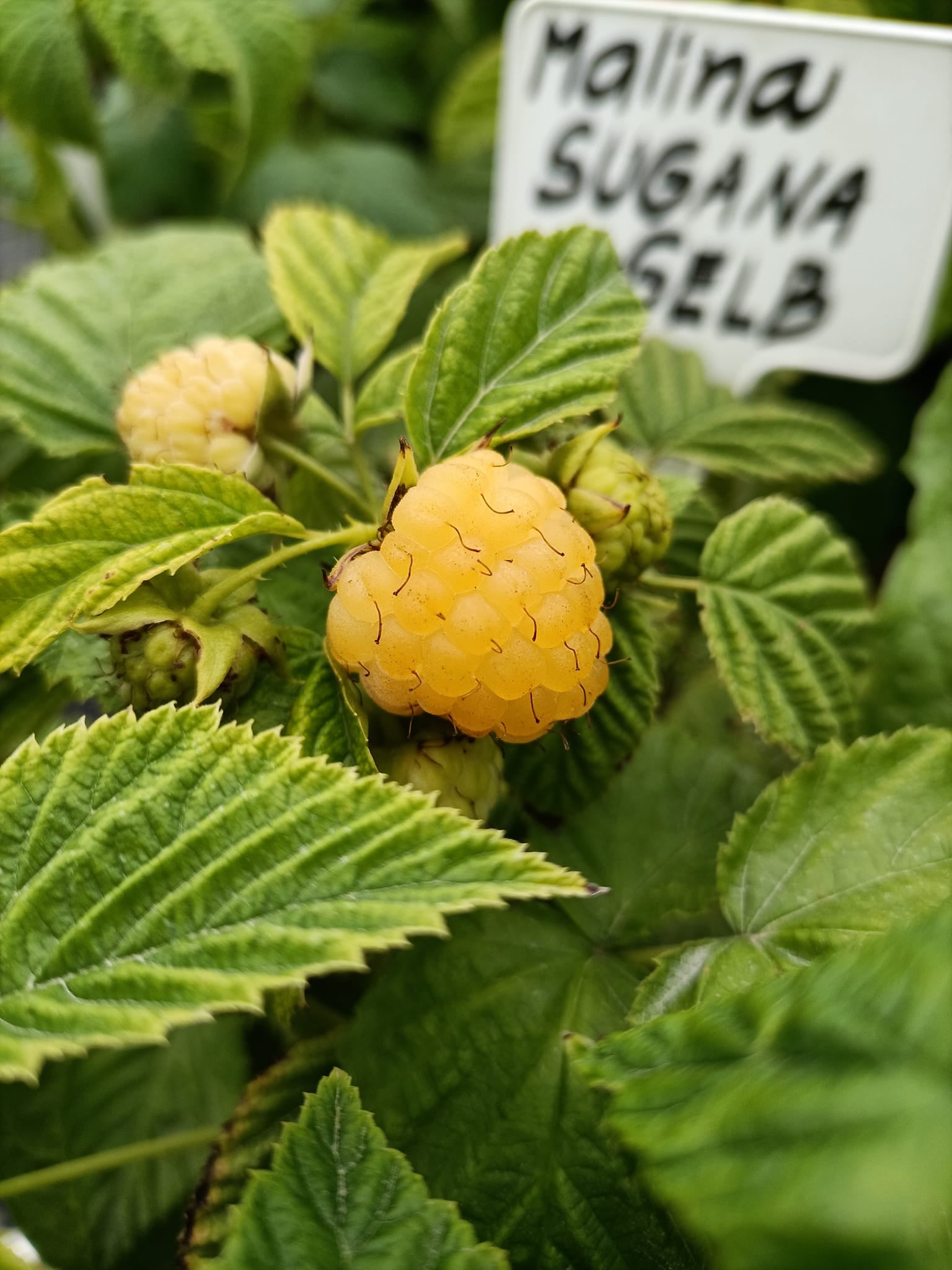 Malina Sugana Gelb plody detail žltá malina OKMSUGGK