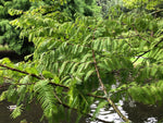 metasekvoja čínska strom vetvy  metasequoia glyptostroboides