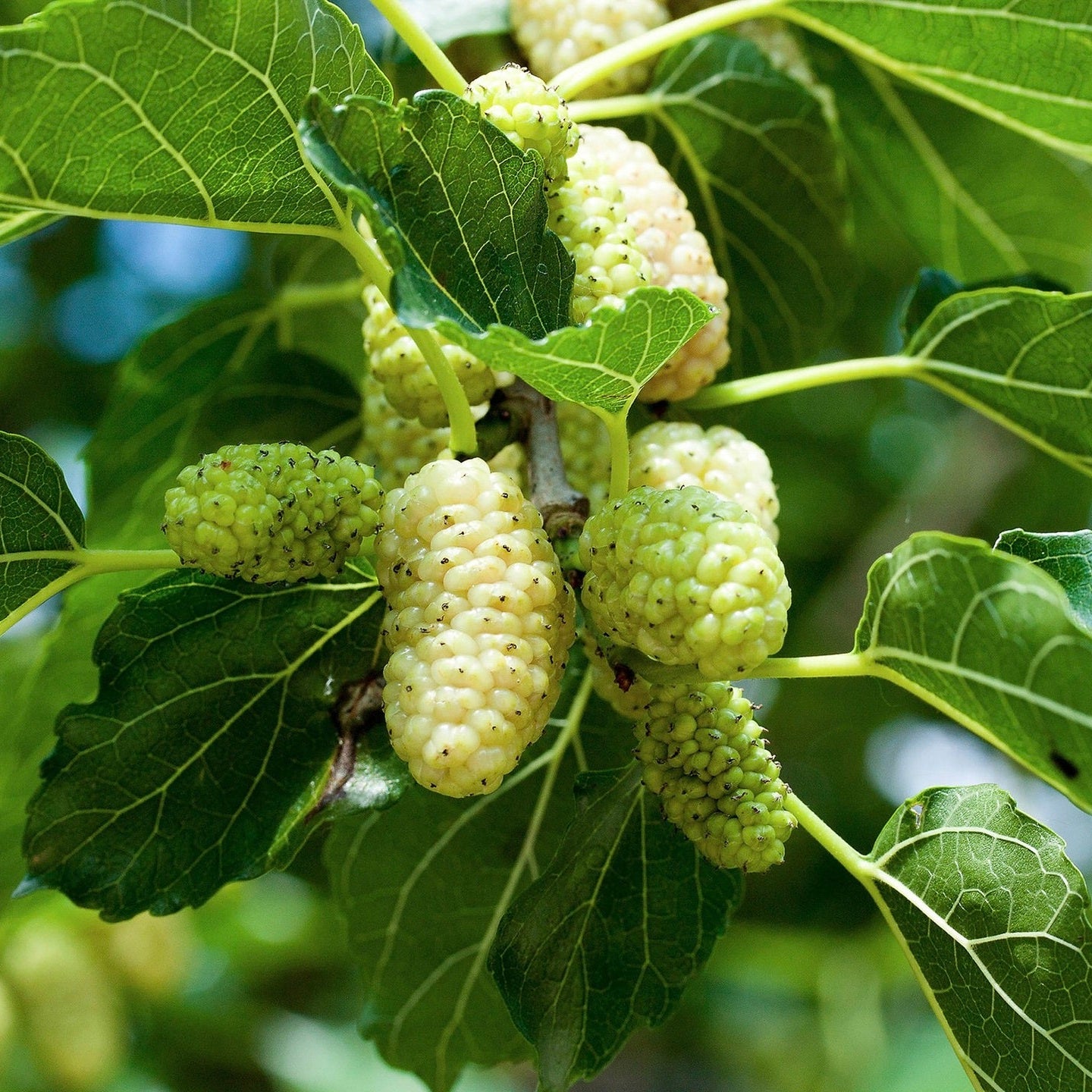 Moruša dvojodrodová - Veľkoplodá biela + Milanowek detail moruša veľkoplodá biela