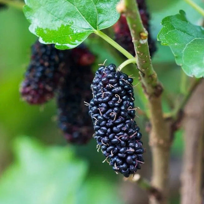 moruša illinois everbearing morus alba plody