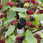 moruša  morus Mojo berry plody