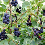 Muchovník Amela plody detail rastlina
