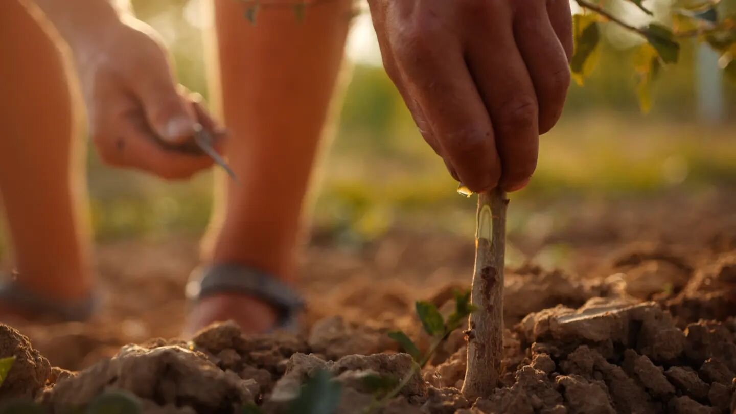 Inovatívna, vodeodolná, elastická očkovacia páska, biologicky rozložiteľná. vhodná na očkovanie štepenie. Rolka obsahuje 500 ks ústrižkov. ONOP