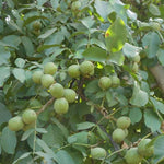 Orech kráľovský Fernette detail strom plody