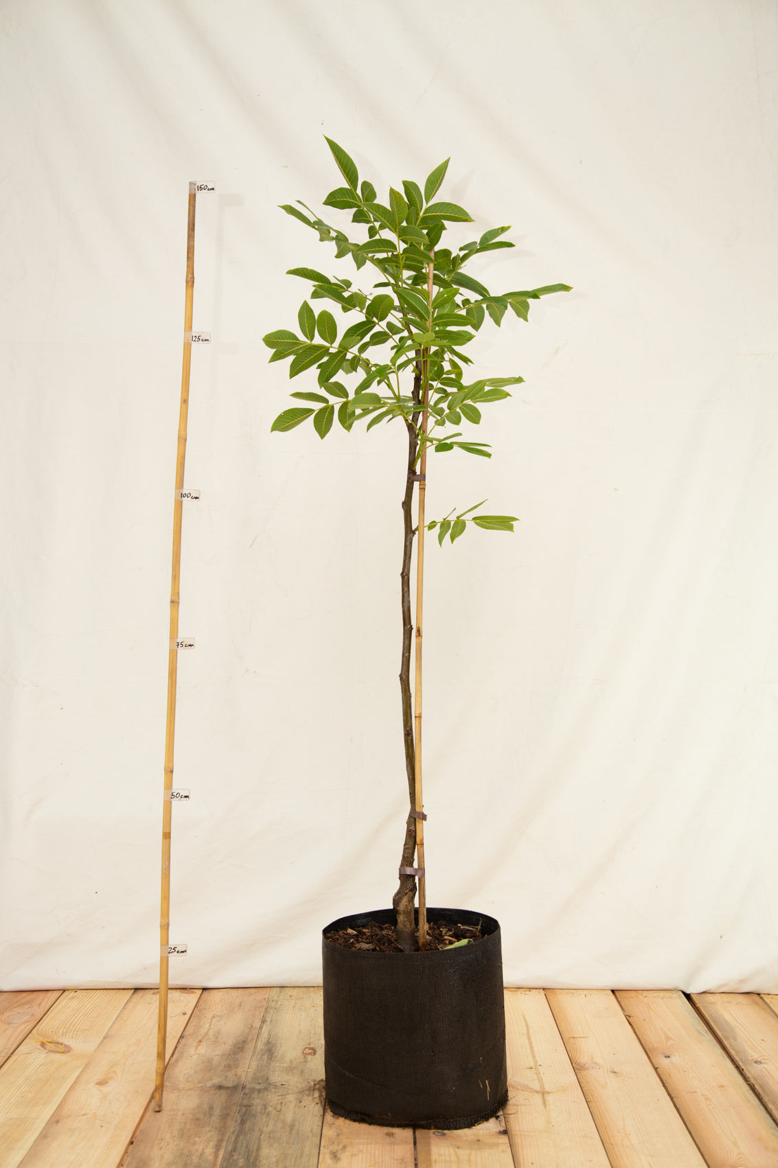 Orech kráľovský Franquette airpot strom