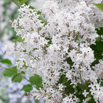 Orgován Meyerov Flowerfesta® White detail kvet listnatý ker
