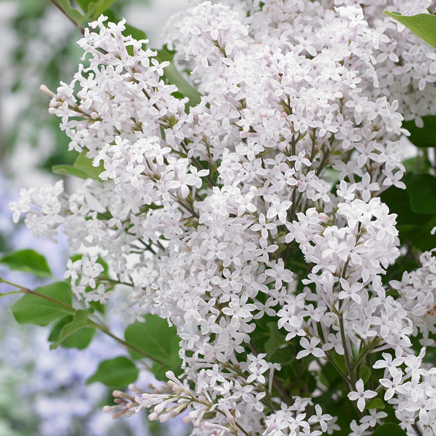 Orgován Meyerov Flowerfesta® White detail kvet listnatý ker