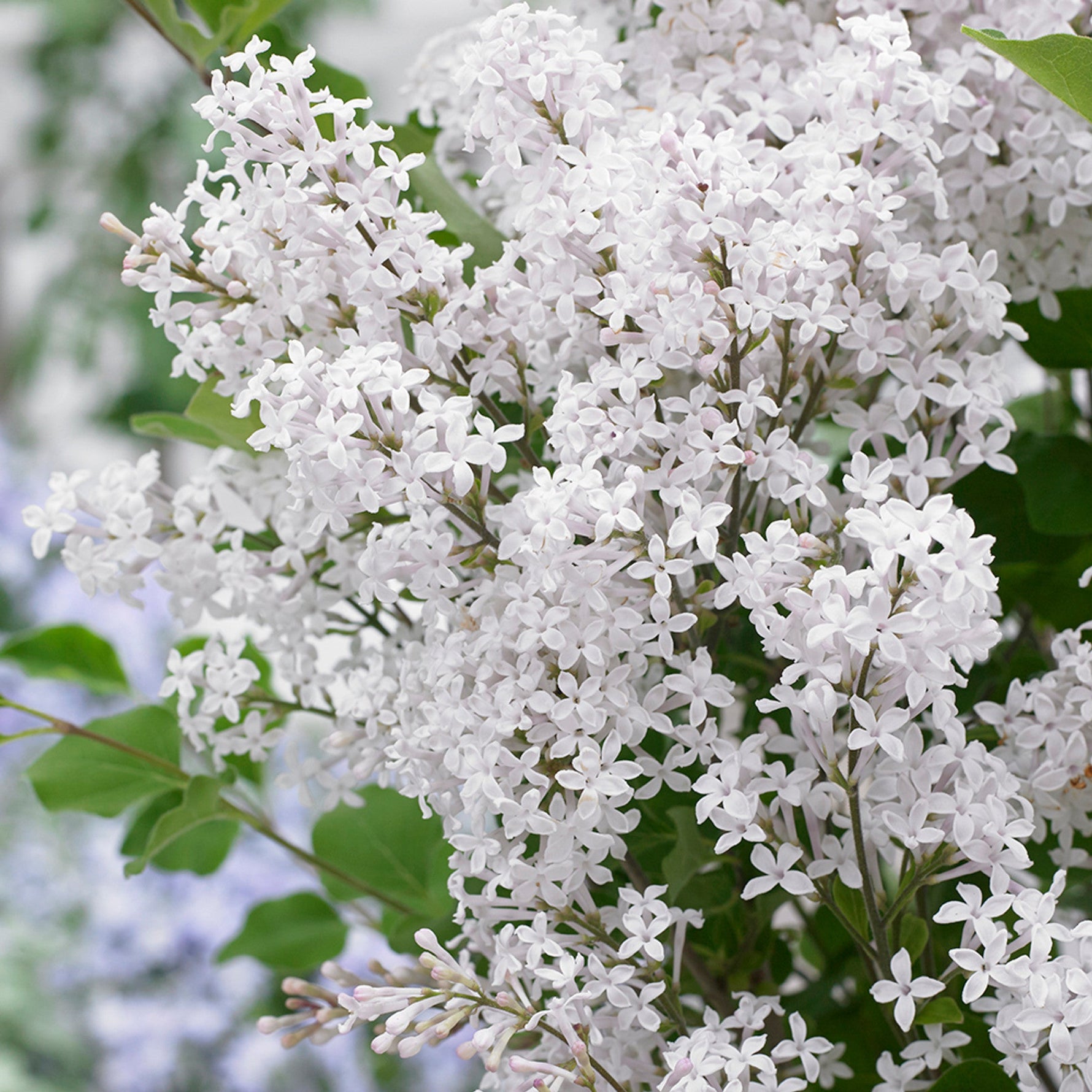 Orgován Meyerov Flowerfesta® White detail kvet listnatý ker