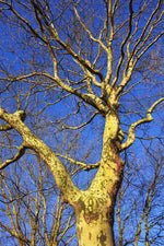platan javorolistý platanus acerifolia hispanica strom