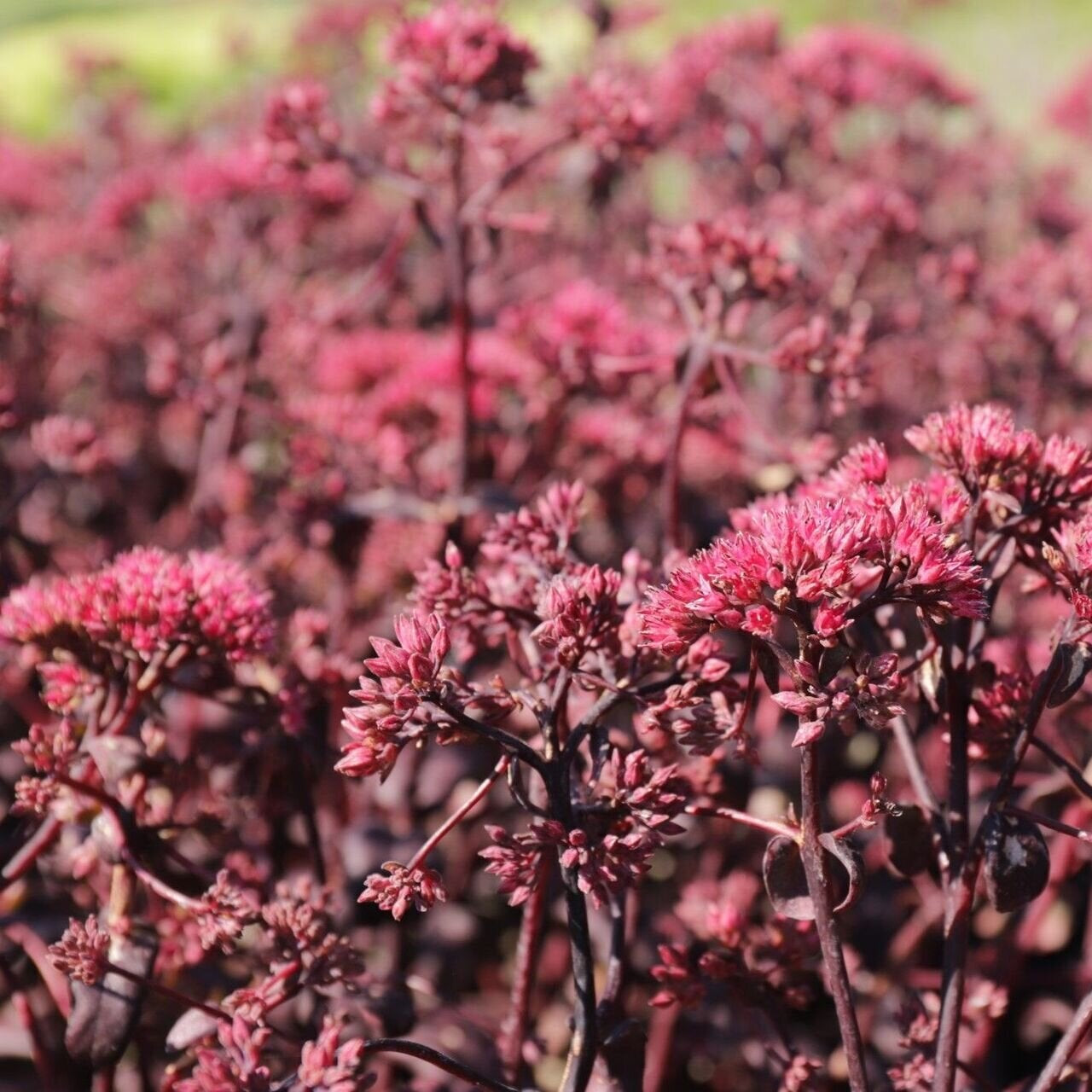Rozchodník Purple Emperor kvety Sedum Purple Emperor 	
TSSEDPUEMK