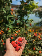 ruža plodová Karpatia červené plody v dlani