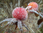 ruža vráskavá rosa rugosa plody