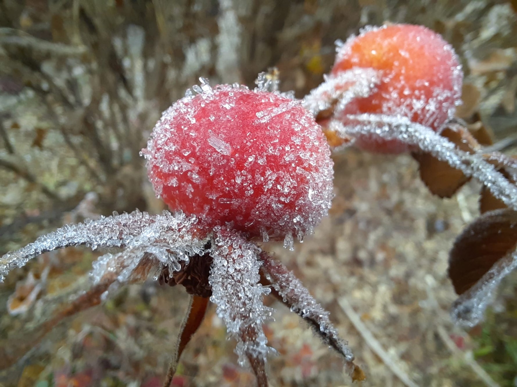 ruža vráskavá rosa rugosa plody