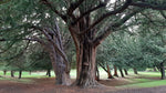 Tis obyčajný dospelý strom 
Taxus baccata