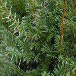 Tis obyčajný 
Taxus baccata ihličie 