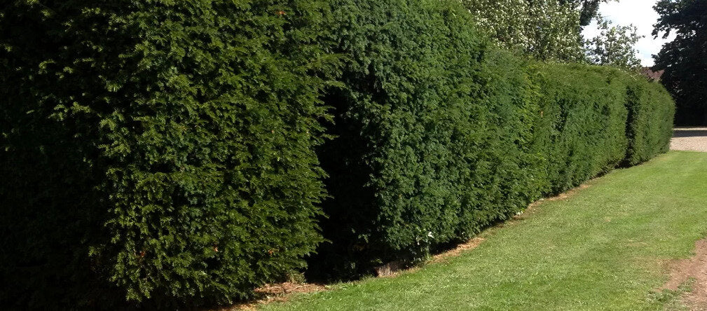 Tis obyčajný živý plot
Taxus baccata