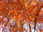 tisovec dvojradý strom taxodium distichum