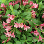 Vajgela kvetnatá Picobella Rosa® kvety ker detail