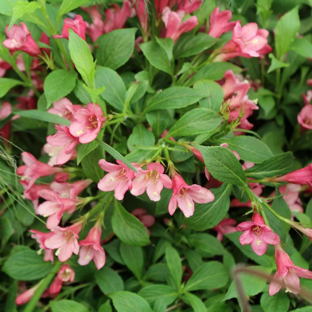 Vajgela kvetnatá Picobella Rosa® kvety ker detail