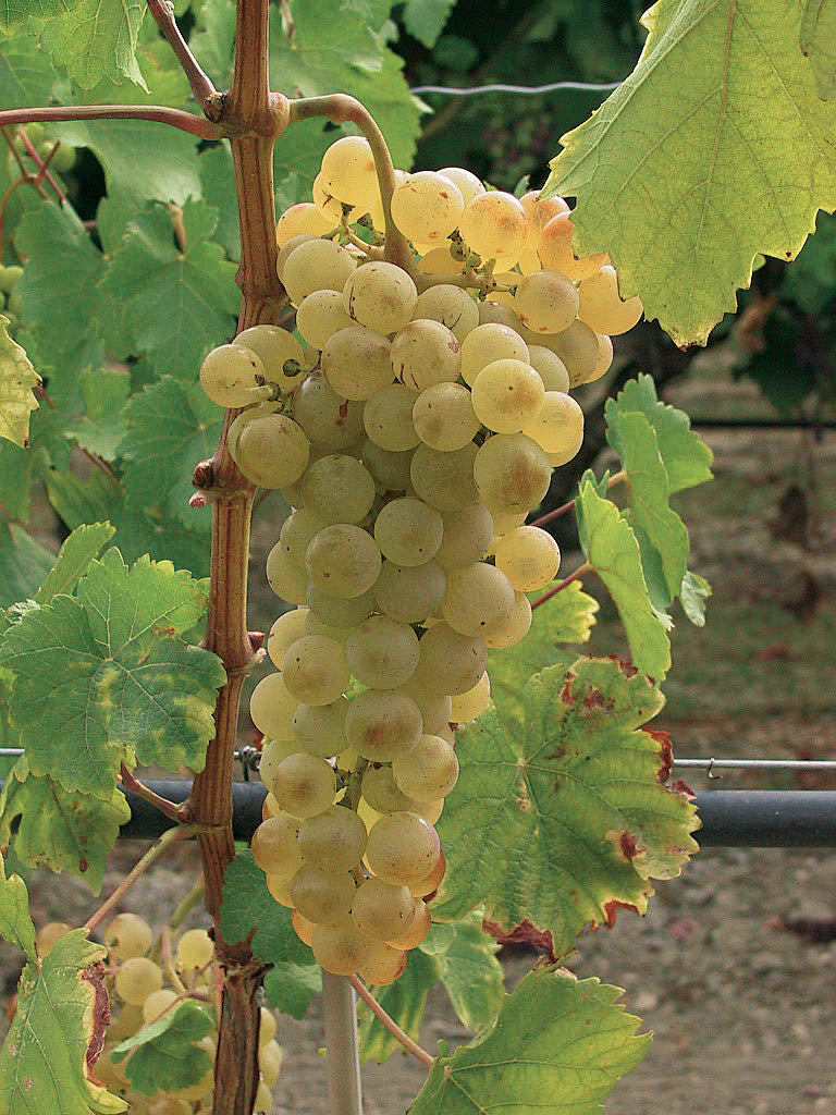 Vinič hroznorodý Chrupka biela detail plody