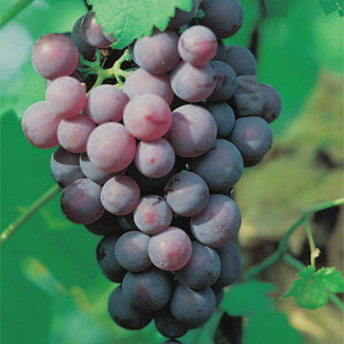 Vinič hroznorodý Chrupka ružová detail plody