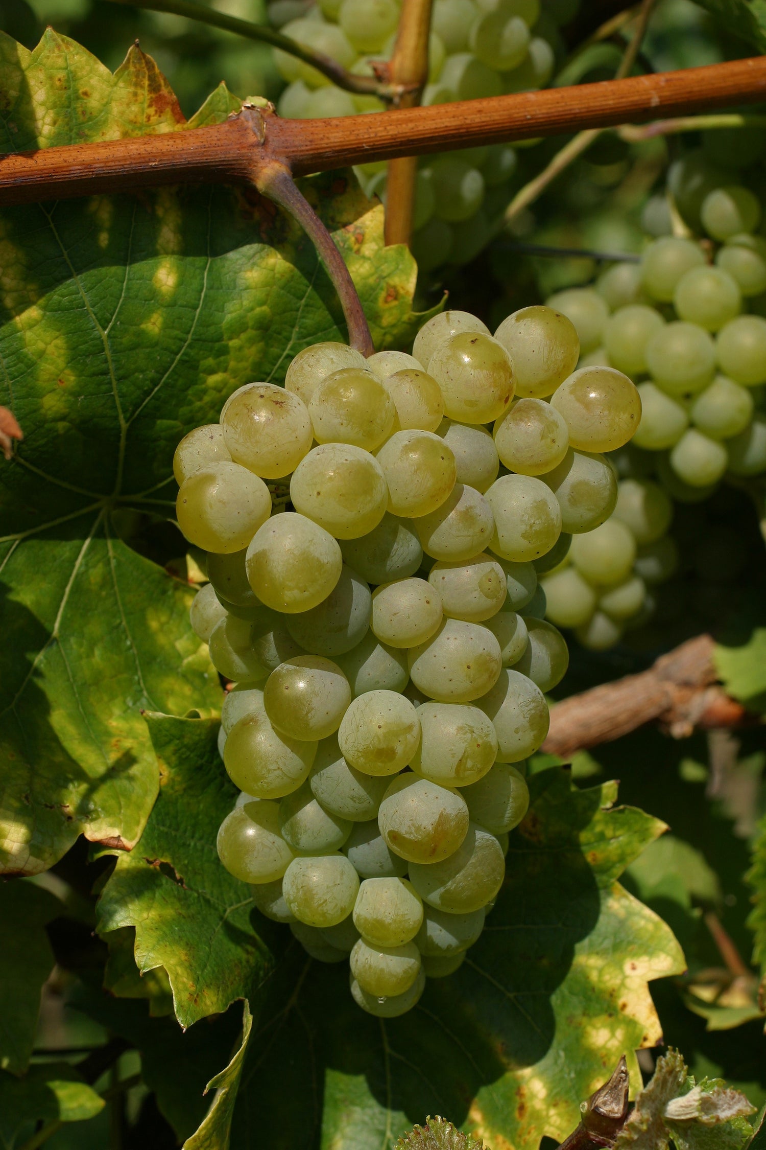 Vinič hroznorodý Phoenix detail plody