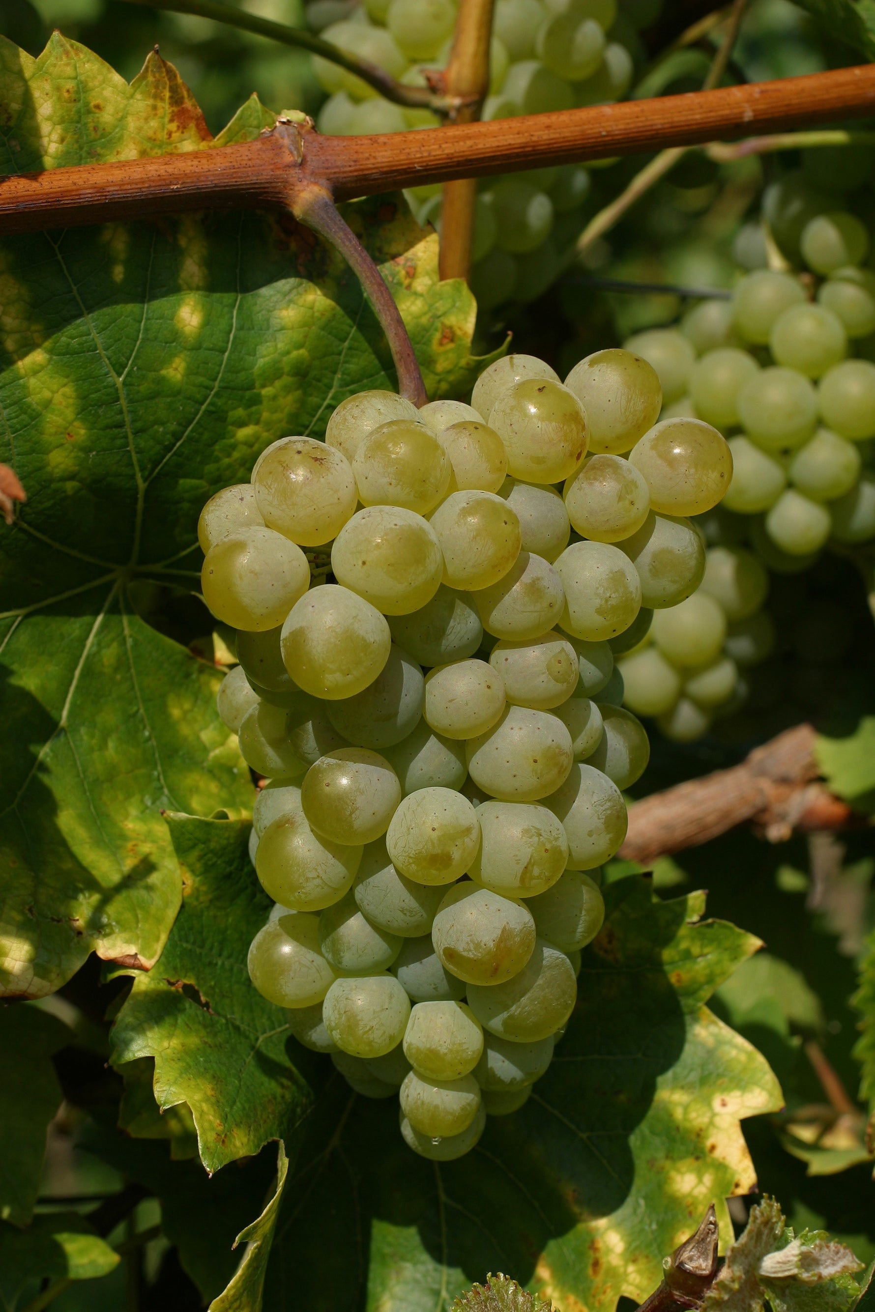 Vinič hroznorodý Phoenix detail plody