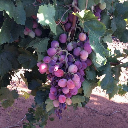 Vinič hroznorodý Red Globe detail plody