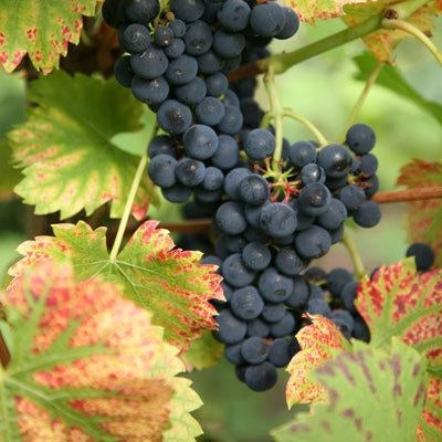 Vinič hroznorodý Regent strapec plody červený vinič