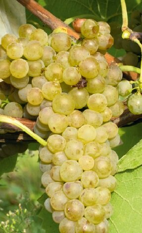 Vinič hroznorodý Solaris