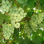 Vinič hroznorodý Talisman plody detail