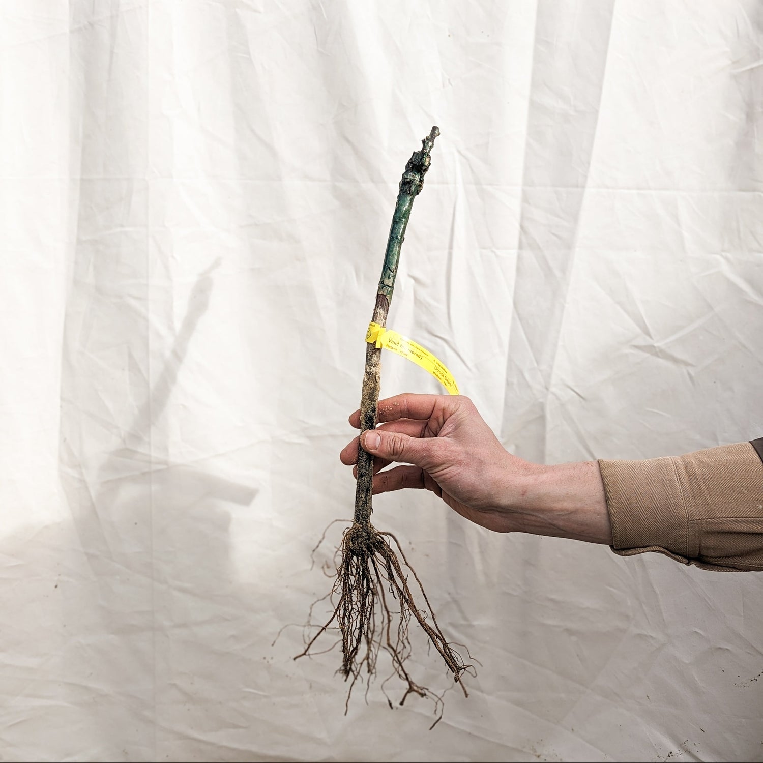 Vinič hroznorodý Nero