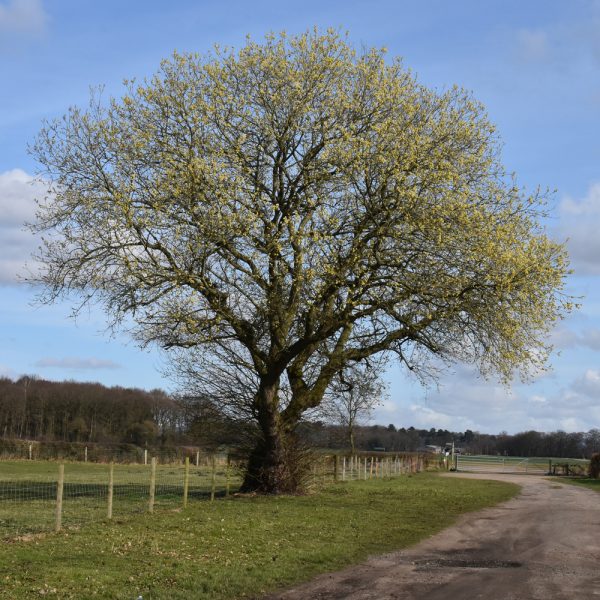 Vŕba rakytová