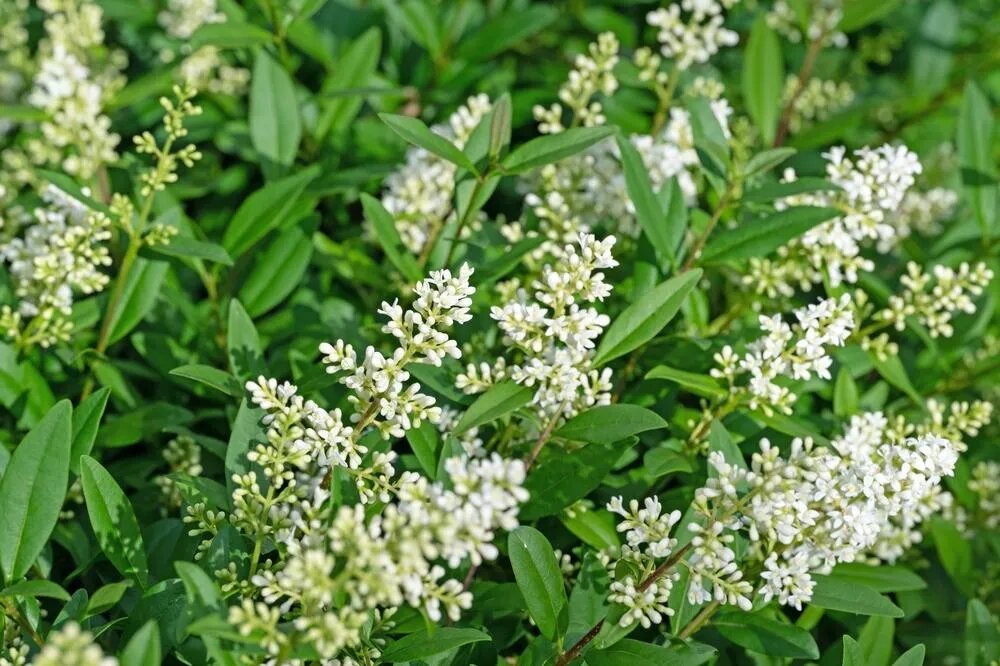 Vtáčí zob Ligustrum vulgare živý plot LKVZV