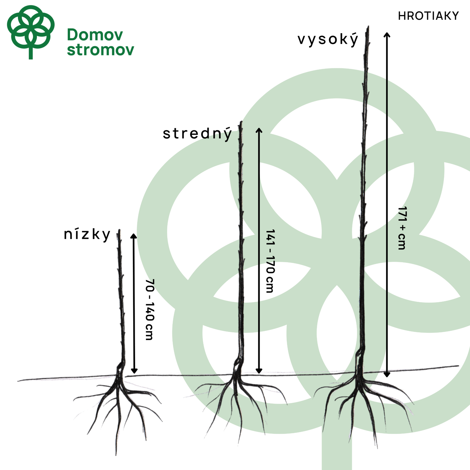Ázijská hruška Hosui